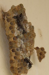 Ropalidia nobilis