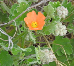 Sphaeralcea lindheimeri