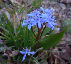 Scilla vindobonensis