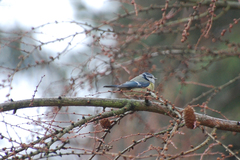 Cyanistes caeruleus