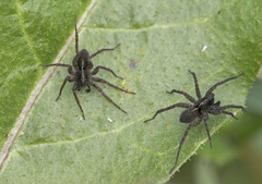 Pardosa