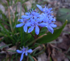 Scilla vindobonensis