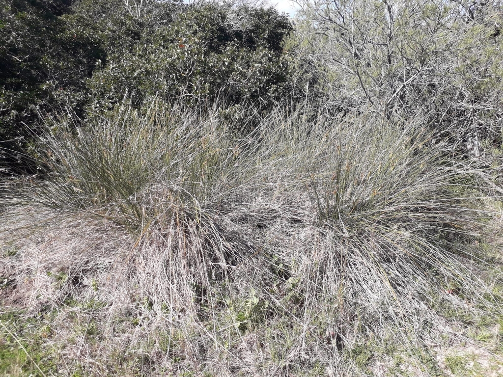 spiny rush from 20131 Pianottoli-Caldarello, France on March 13, 2021 ...