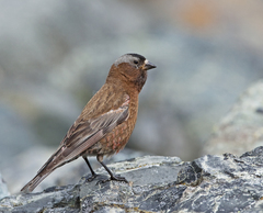 Leucosticte tephrocotis tephrocotis
