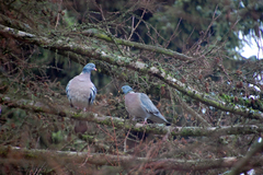 Columba palumbus