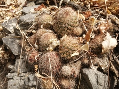 Mammillaria beneckei