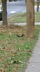 Sciurus carolinensis leucotis