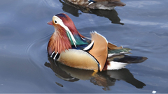 Aix galericulata