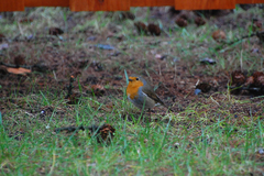 Erithacus rubecula