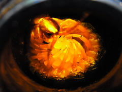 Scolopendra mutilans