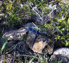 Cnemidophorus espeuti