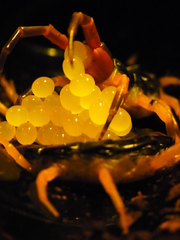 Scolopendra mutilans