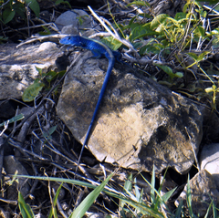 Cnemidophorus espeuti