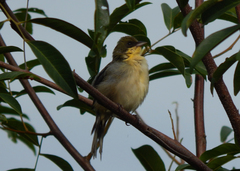 Microspingus cinereus