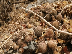 Mammillaria beneckei