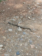 Hemachatus haemachatus