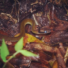 Dendrophidion clarkii