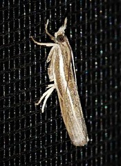 Fissicrambus profanellus