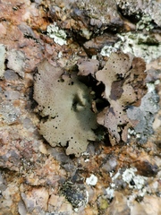 Umbilicaria spodochroa