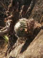 Mammillaria scrippsiana