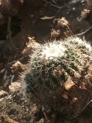Mammillaria scrippsiana