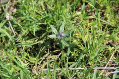 Buglossoides tenuiflora