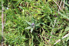 Buglossoides tenuiflora