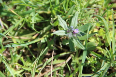 Buglossoides tenuiflora