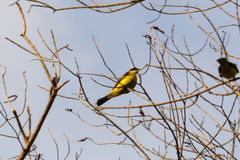 Myiozetetes similis