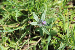 Buglossoides tenuiflora