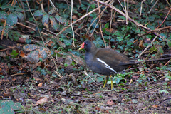 Gallinula chloropus
