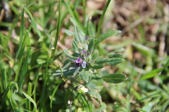 Buglossoides tenuiflora