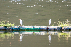 Bubulcus ibis
