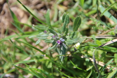 Buglossoides tenuiflora