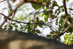 Leiothlypis peregrina