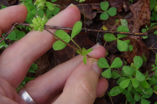 Image of Trifolium bejariense by (c) Eric Knight, some rights reserved (CC BY)