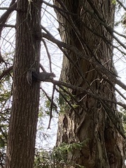 Sciurus carolinensis