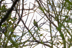 Eupsittula canicularis