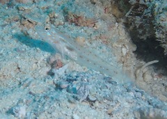 Ctenogobiops crocineus