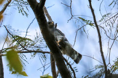 Buteo plagiatus