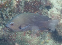 Pomacentrus microspilus