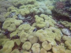 Halichoeres melanurus