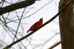 Piranga rubra