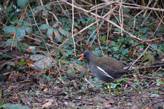 Gallinula chloropus