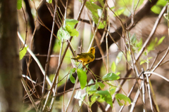 Setophaga petechia