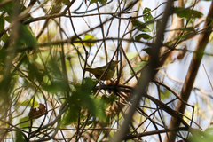 Setophaga petechia