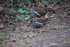 Gallinula chloropus