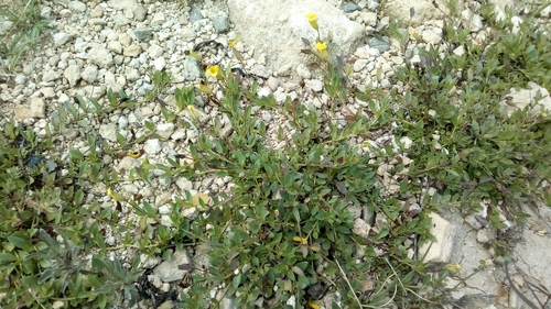 Image of Mecardonia vandellioides by (c) Leticia Jiménez Hernández, some rights reserved (CC BY-SA)