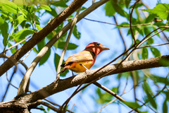 Piranga rubra