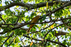 Piranga rubra